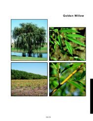 Golden Willow - NDSU