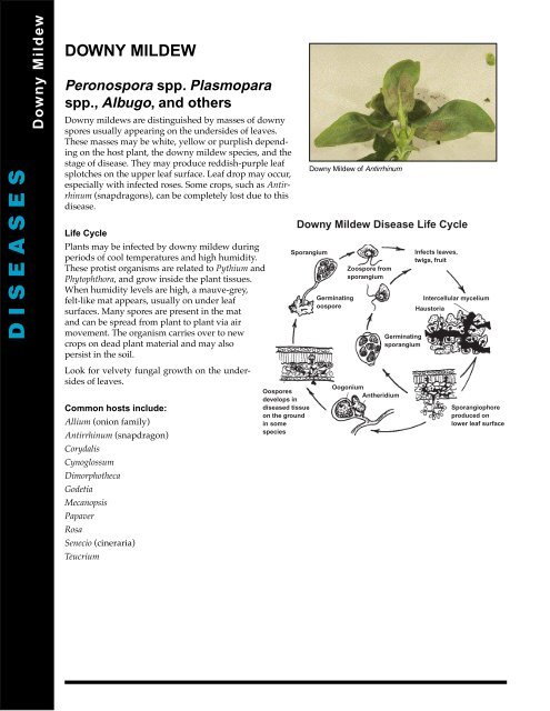 Downy Mildew - BC Ministry of Agriculture, Food and Fisheries