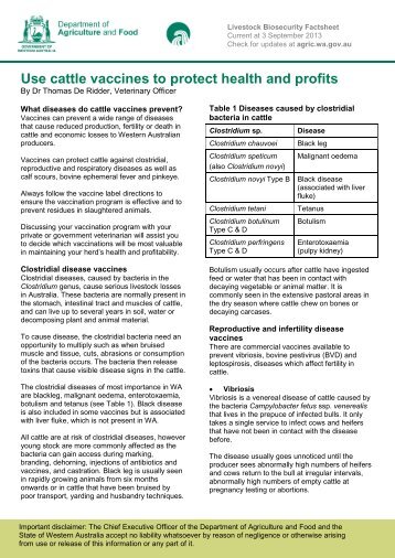 Cattle vaccines - Agric.wa.gov.au