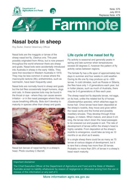 Nasal bots in sheep  Agriculture and Food