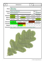 HERBARIUM Pflanze Eiche Kategorie Bäume und Sträucher Seite ...