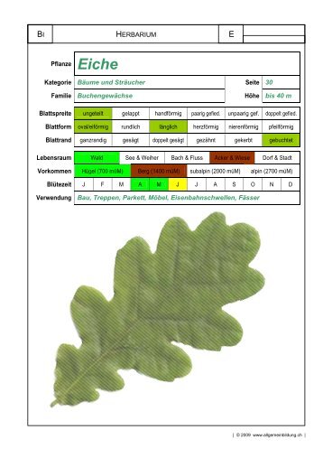 HERBARIUM Pflanze Eiche Kategorie Bäume und Sträucher Seite ...