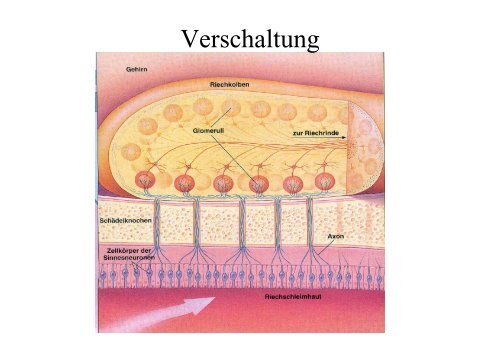 Geruch und Geschmack