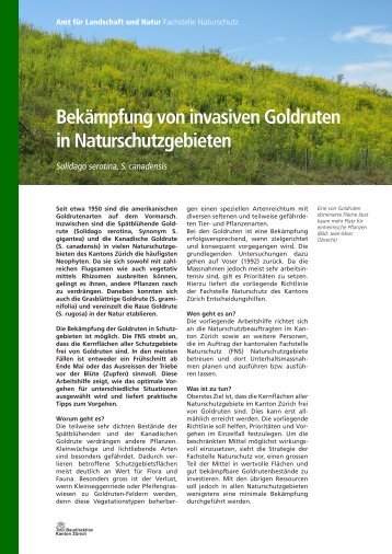 Bekämpfung von invasiven Goldruten in Naturschutzgebieten