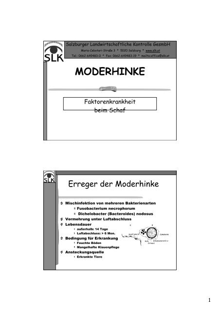 MODERHINKE - ALPINETGHEEP