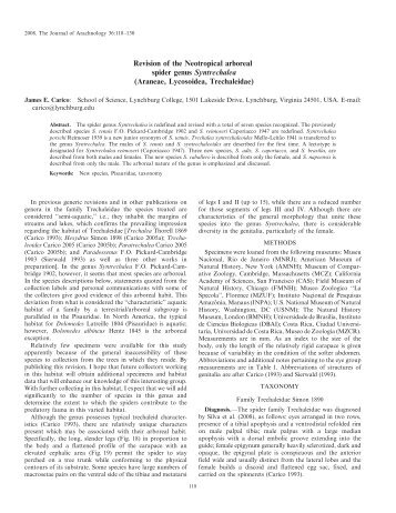 Revision of the Neotropical arboreal spider genus ... - BioOne