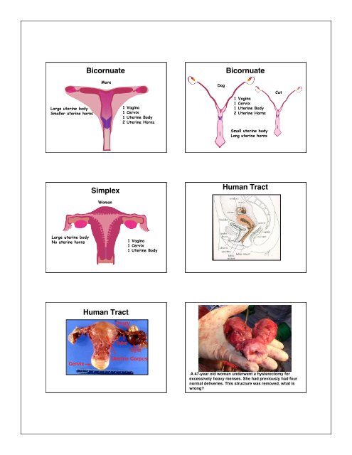 PPT slides handout as PDF - the Department of Animal Sciences