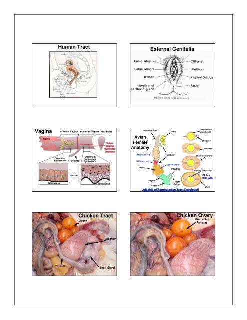 PPT slides handout as PDF - the Department of Animal Sciences