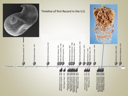 Root-knot and Cyst Nematodes