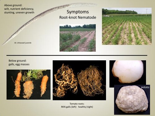 Root-knot and Cyst Nematodes