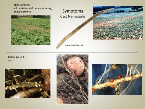 Root-knot and Cyst Nematodes