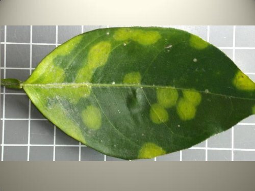 Citrus Leprosis Virus