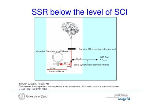 The Autonomic Nervous System in Human SCI - Uniklinik Balgrist