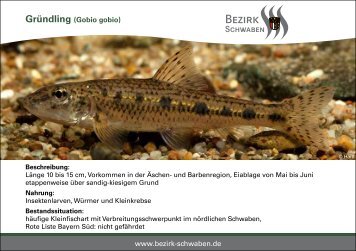 Fische im Schwäbischen Fischereihof in Salgen ... - Bezirk Schwaben