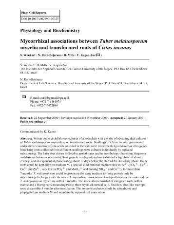 Mycorrhizal associations between Tuber melanosporu...