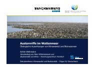 Austernriffe im Wattenmeer - Biodiversität und Klima ...