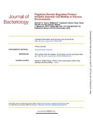 Environments mirabilis Swarmer Cell Motility in ... - Biochemistry