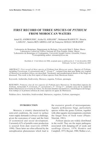 first record of three species of pythium from moroccan waters