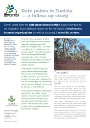 Date palms in Tunisia — a follow-up study - Bioversity International