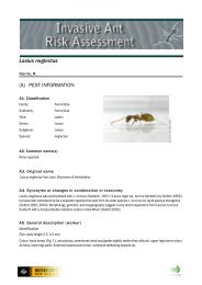 Lasius neglectus (A) PEST INFORMATION - Biosecurity New Zealand