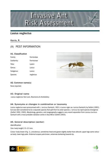 Lasius neglectus (A) PEST INFORMATION - Biosecurity New Zealand