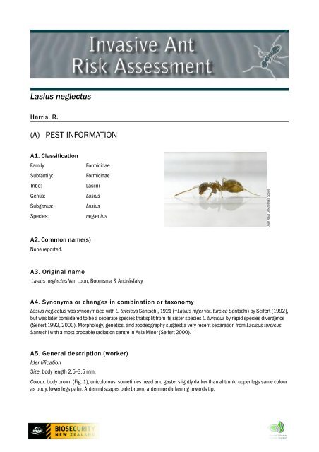 Lasius neglectus (A) PEST INFORMATION - Biosecurity New Zealand