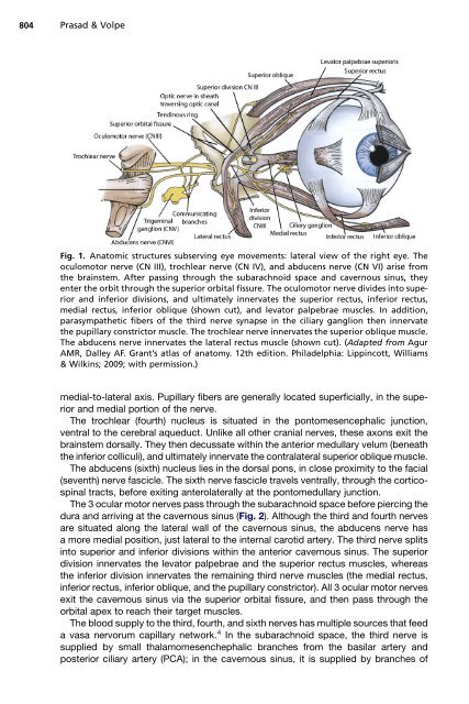 Paralytic Strabismus: Third, Fourth, and Sixth Nerve Palsy