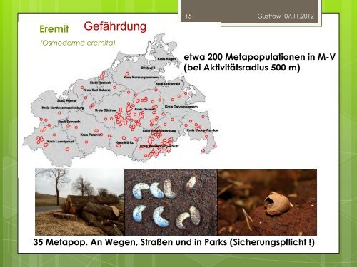 Cerambyx cerdo - BUND Landesverband Mecklenburg Vorpommern