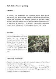 Die Schlehe (Prunus spinosa) - BUND