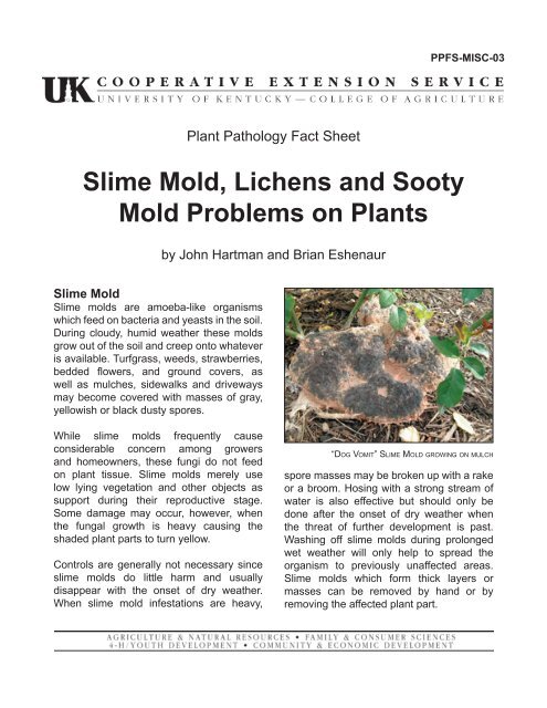 Slime Mold, Lichens, and Sooty Mold Problems on Plants (PDF)