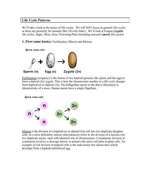 Life Cycle Patterns