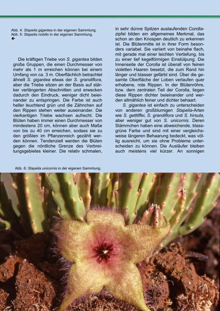 Stapelia gigantea - FGaS