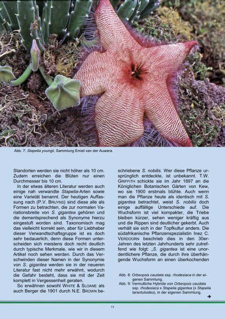 Stapelia gigantea - FGaS