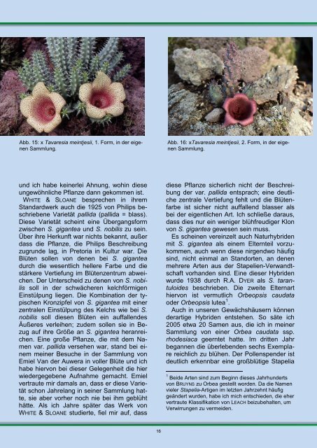 Stapelia gigantea - FGaS