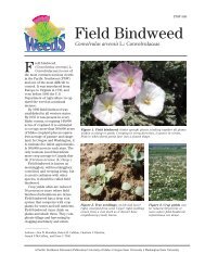 Field bindweed - College of Agricultural and Life Sciences ...