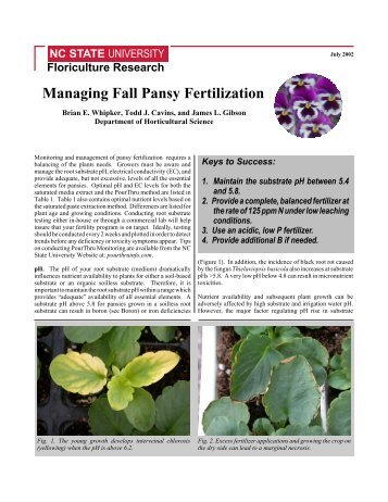 Managing Fall Pansy Fertilization - North Carolina Cooperative ...