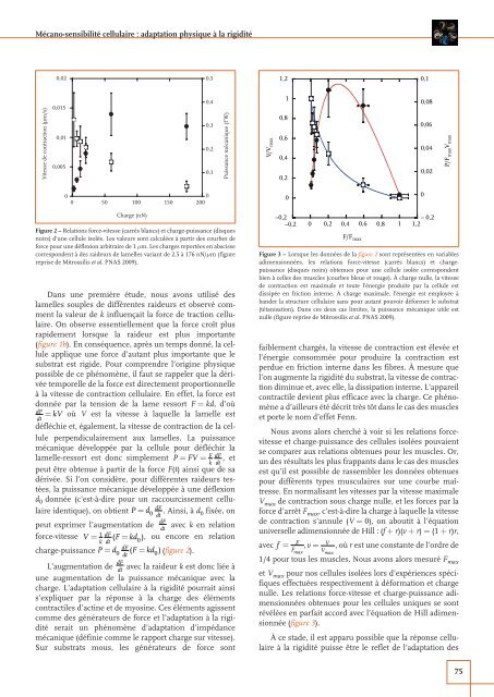 Mécano-sensibilité cellulaire : adaptation physique à la rigidité