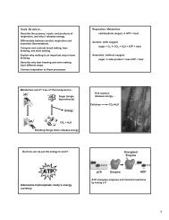 Adenosine triphosphate: body's energy currency ATP Enzyme ...