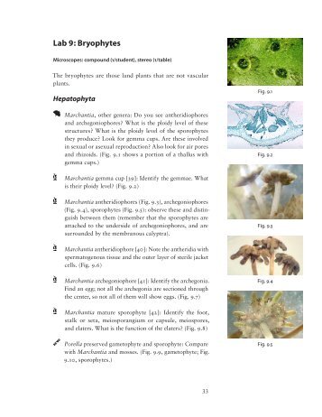 Lab 9: Bryophytes