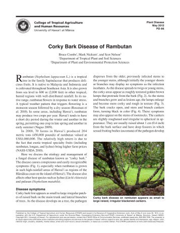 Corky Bark Disease of Rambutan - ctahr