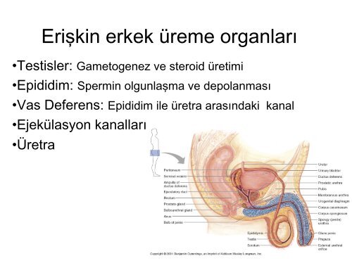 Genital Fizyoloji