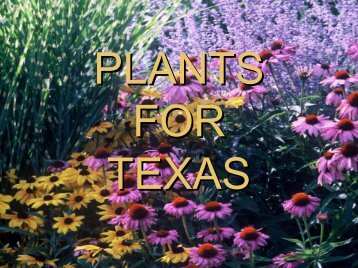 Texas Tough Plants - Dallas Arboretum Trial Gardens