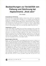 Haplochromis,,thick skin