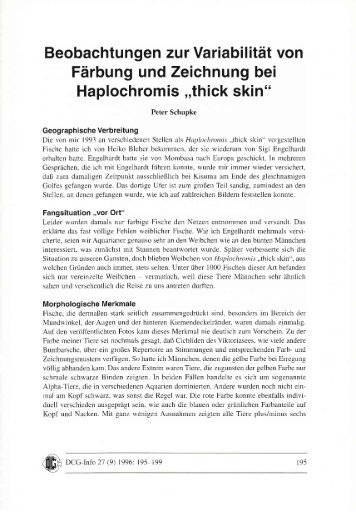 Haplochromis,,thick skin"