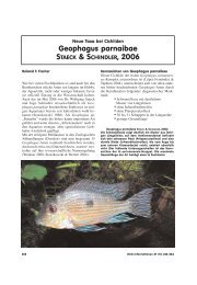 Geophagus parnaibae