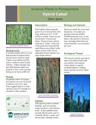 Hybrid Cattail - Pennsylvania Department of Conservation and ...