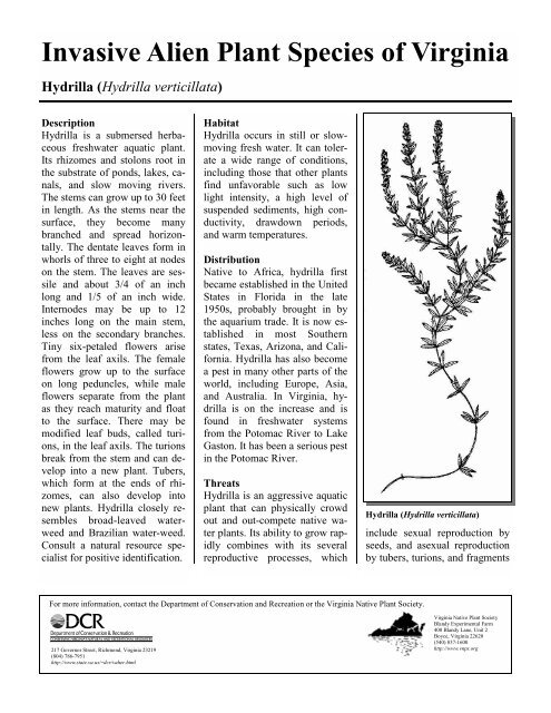 Invasive Alien Plant Species of Virginia Hydrilla (Hydrilla verticillata)