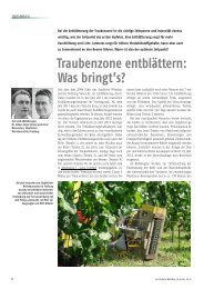 Traubenzone entblättern: Was bringt's? - Der Deutsche Weinbau