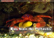 Das Wrack der Peltastis - DiveInside