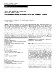 Hematopoietic organs of Manduca sexta and hemocyte lineages